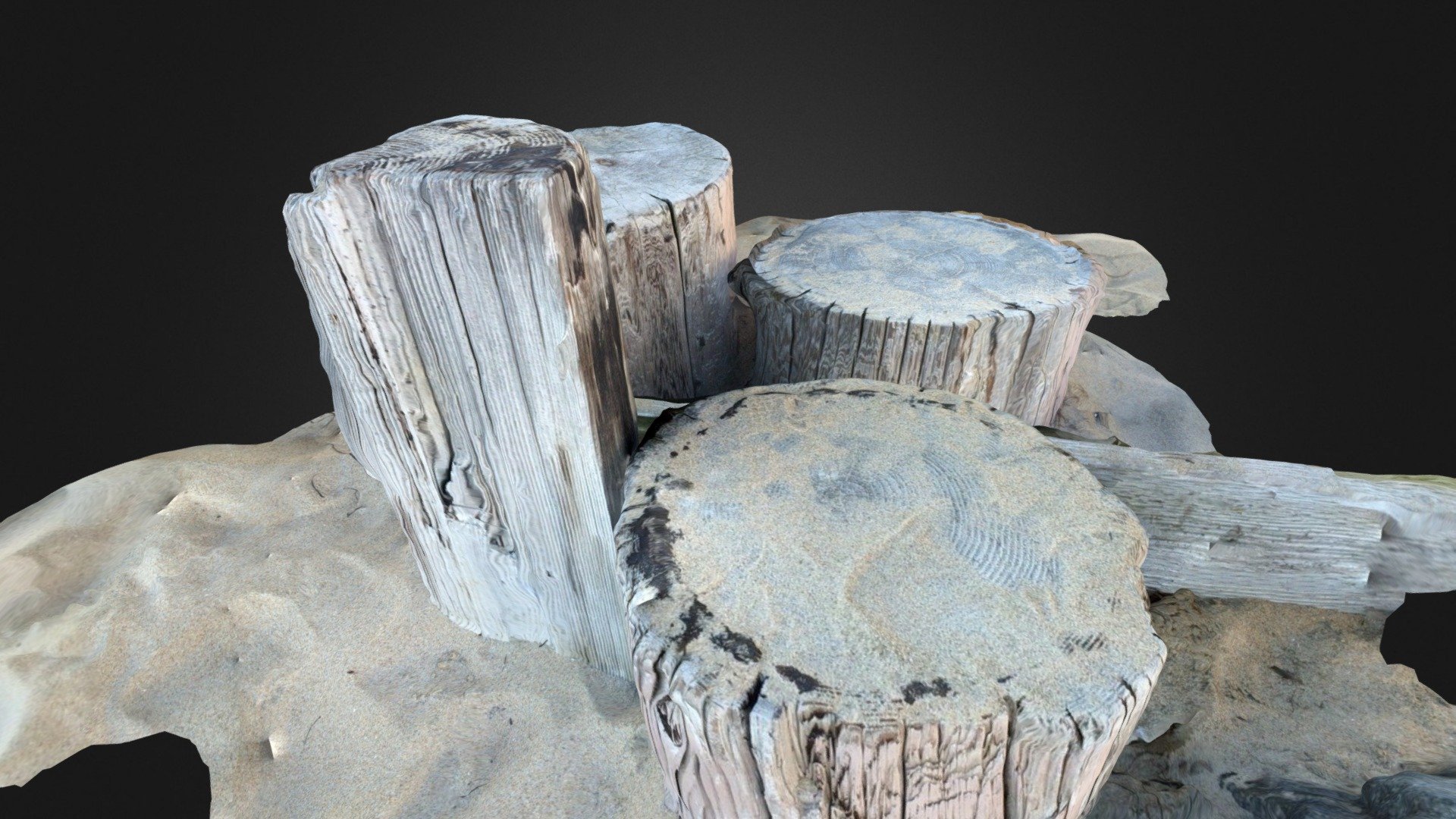 Beach tree stumps