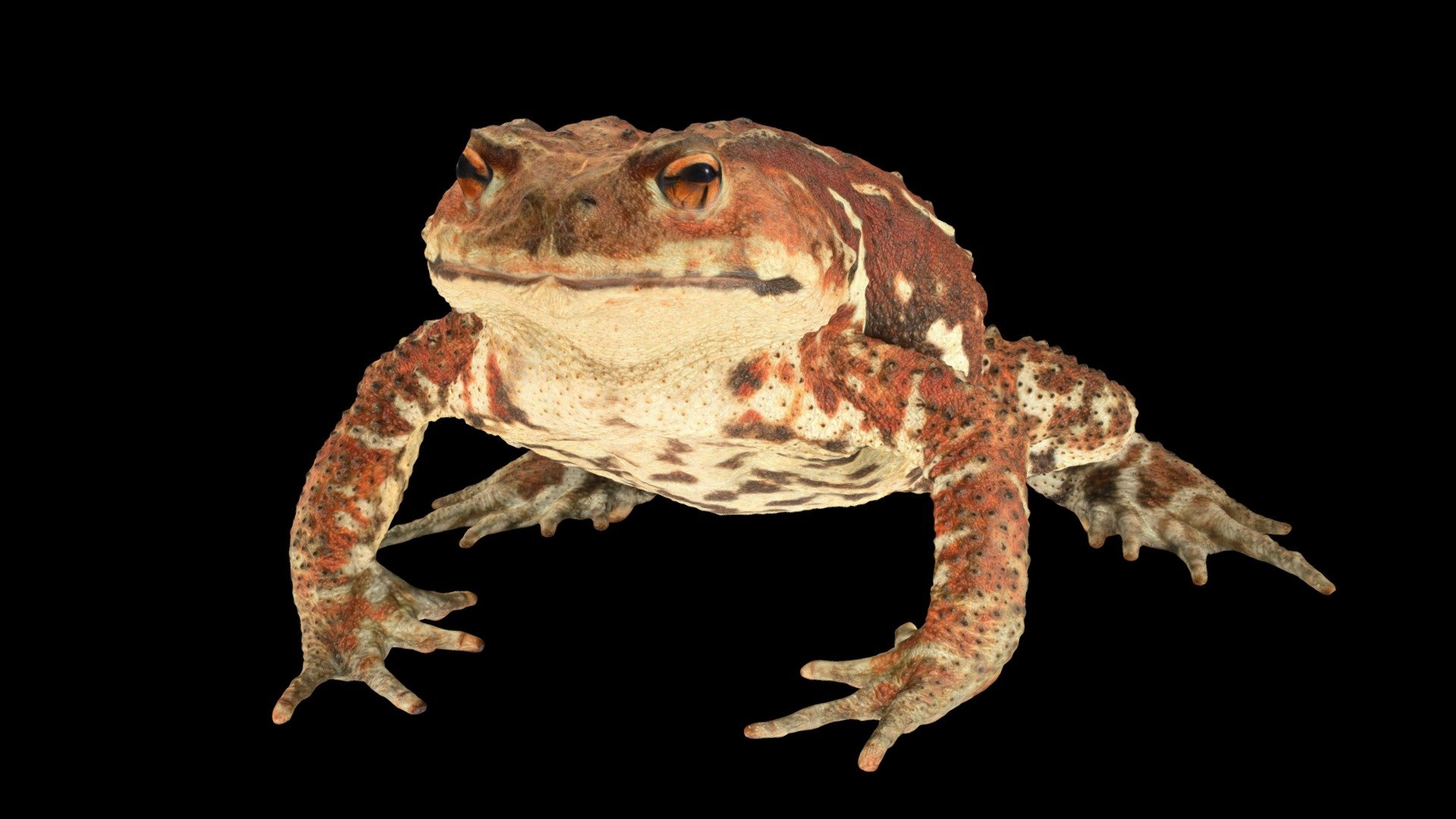 ヒキガエルの生物学 CC0 ニホンヒキガエル 🐸 ♀ Japanese Toad - Download Free 3D model