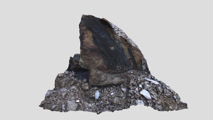 Fossile vegetale 3D Model
