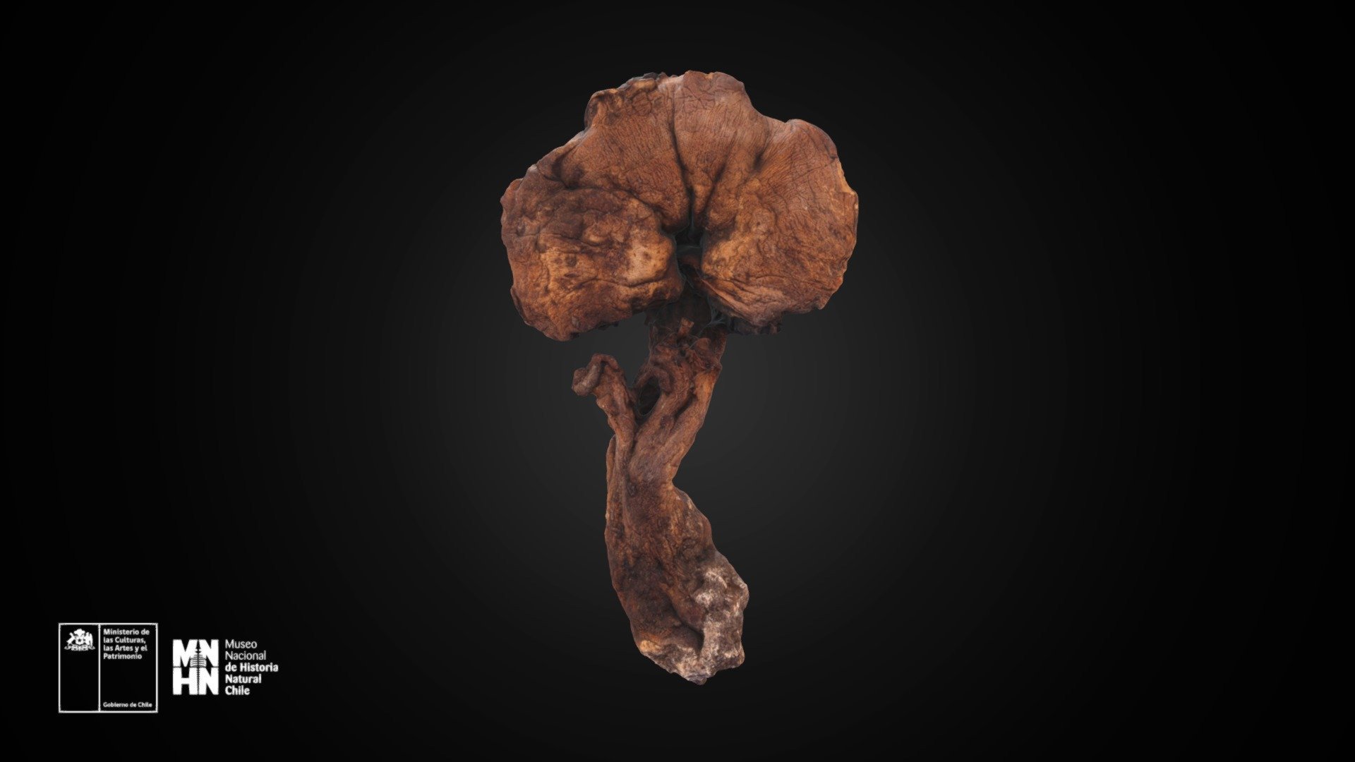 Agaricus campestris L. 		(SGO 93538)	(B003)