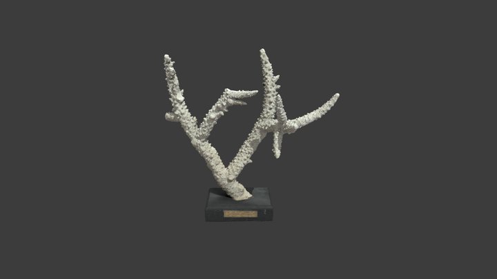 Madrepora florida – Modello 3D gratuito STL