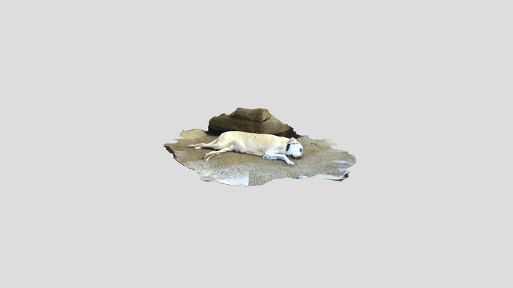 Model of my doggo Dohby 3D Model
