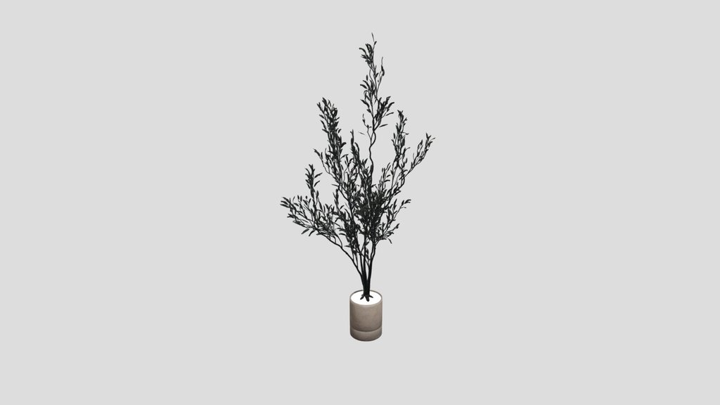 Indoor Plant Olive
