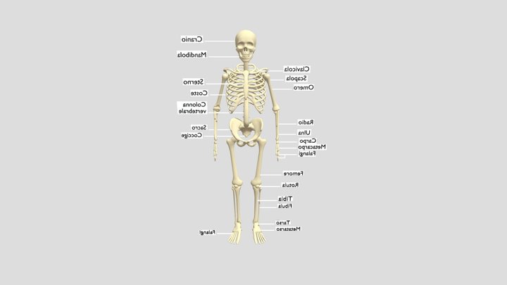 scheletro_universitario_definitivo 3D Model
