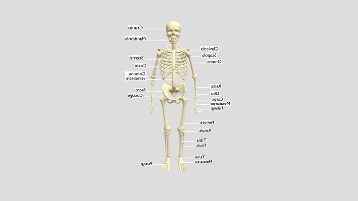 scheletro_universitario_definitivo 3D Model