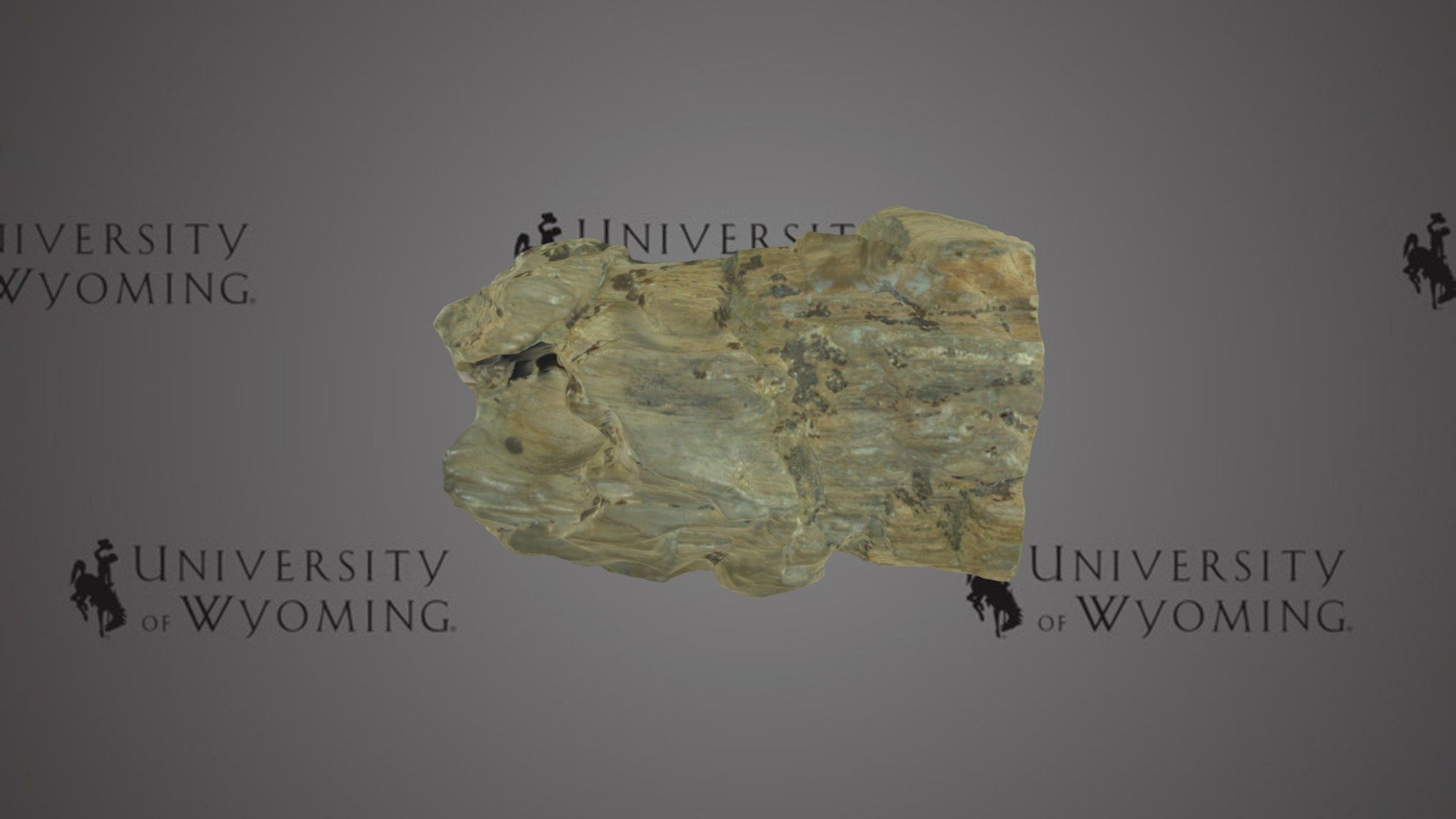 Petrified Wood
