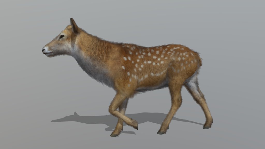 Doe – Realistic Animated 3D Model