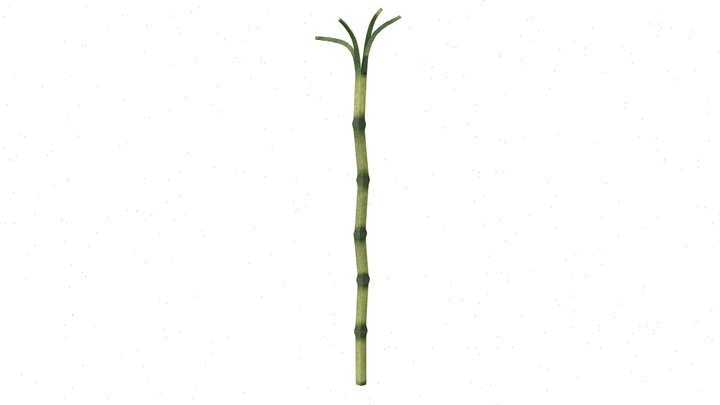 Sugar Cane