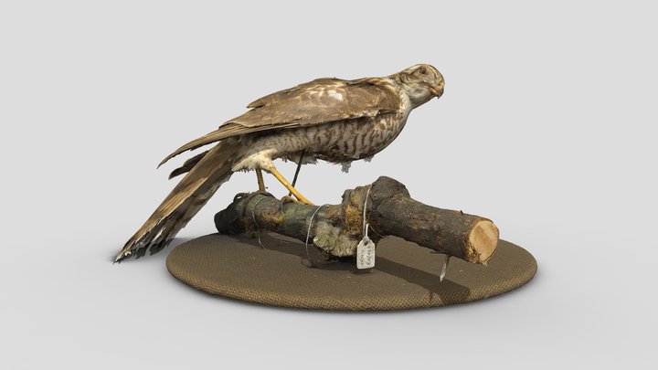 Hawk taxidermy 3D Model