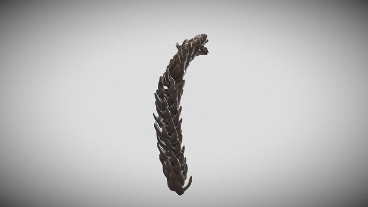 Araucaria angustifolia 3D Model