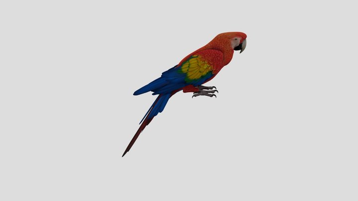 Parrot 3D Model