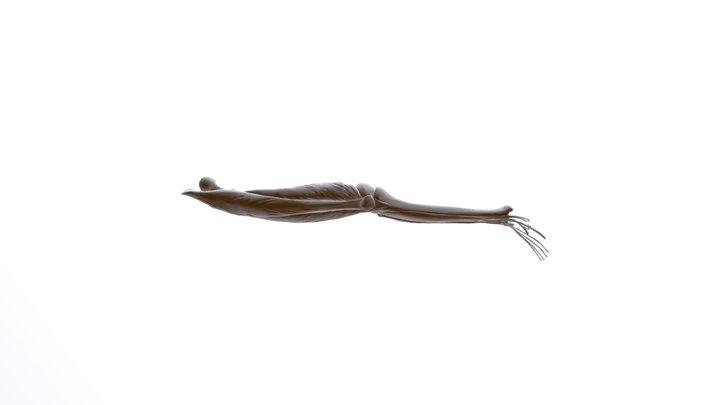 Lower Limb with Select Muscles 3D Model