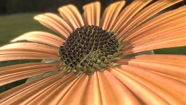 Rudbeckia Flower – Modello 3D gratuito STL