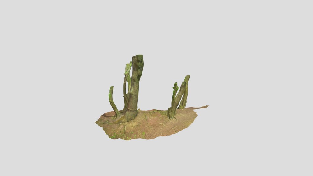 Beech Oak Roots Tree Assemble Pbr Scan