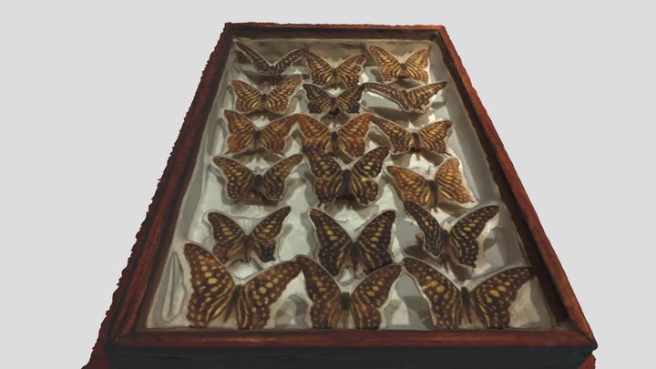 Butterflies 3D Model