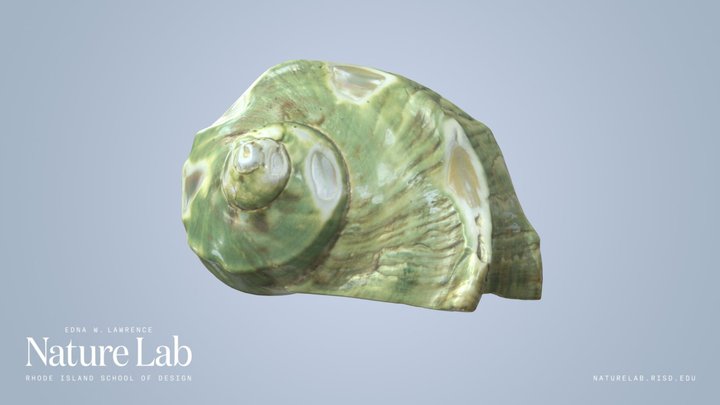 Large Turban Shell