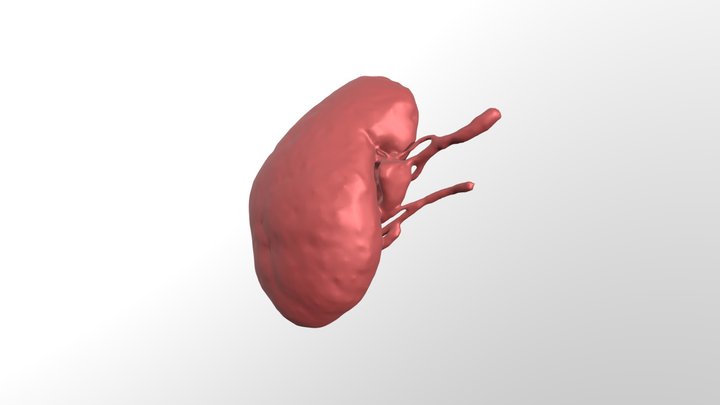 Right Kidney - Renal Artery and Vein 3D Model