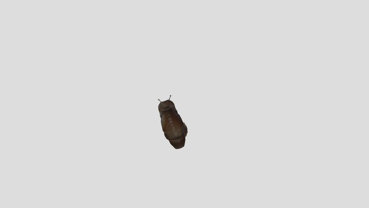 siput sawah 3D Model