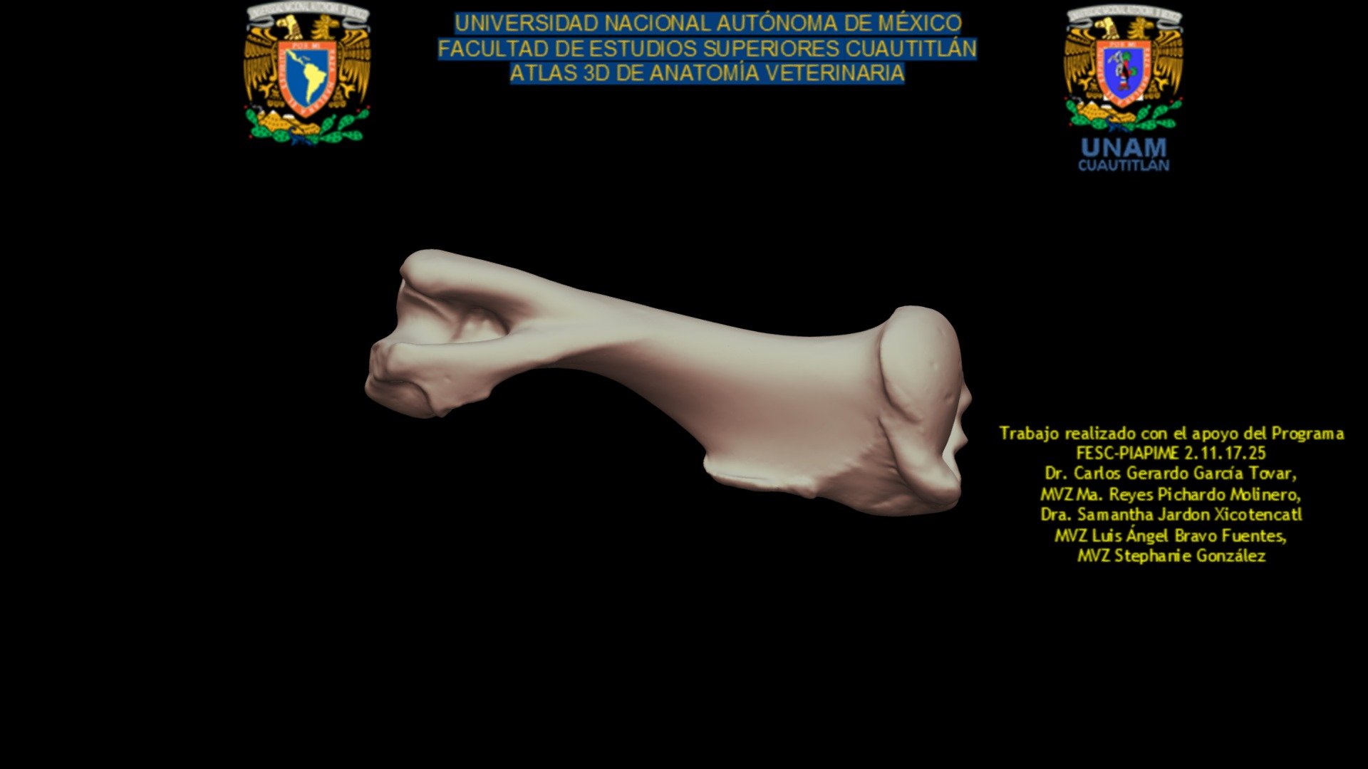 HÚMERO DE EQUINO ATLAS 3D PIAPIME - 3D model by Anatomía Veterinaria ...