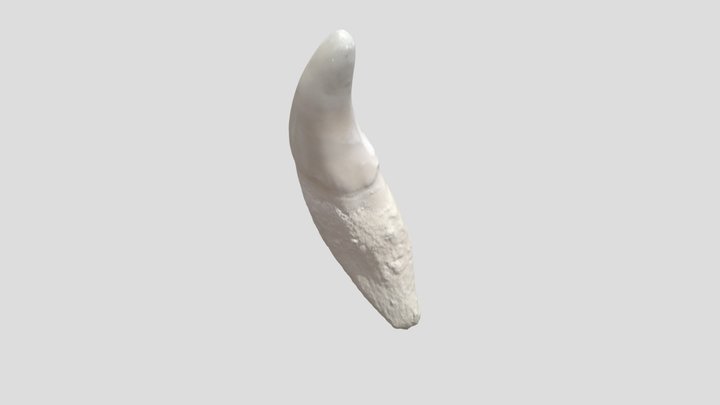 Canine-tooth-dens-caninus-dog-lower-jaw 3D Model
