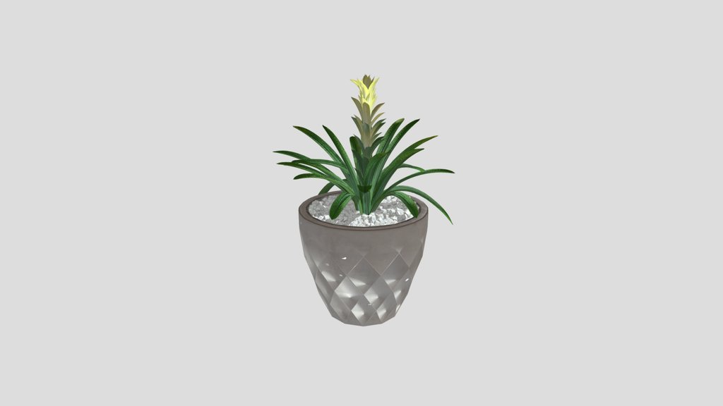 Green Bromeliad In White Pot