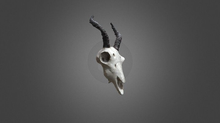 Skull 3D Scan - Test01 3D Model