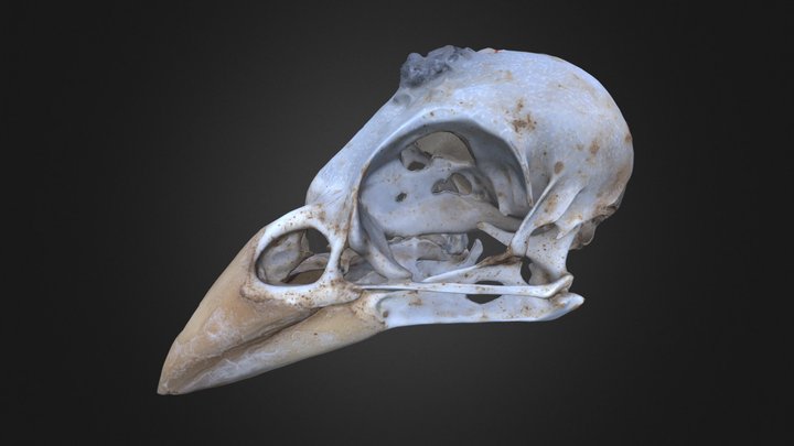 Passer domesticus – Free 3D Model STL