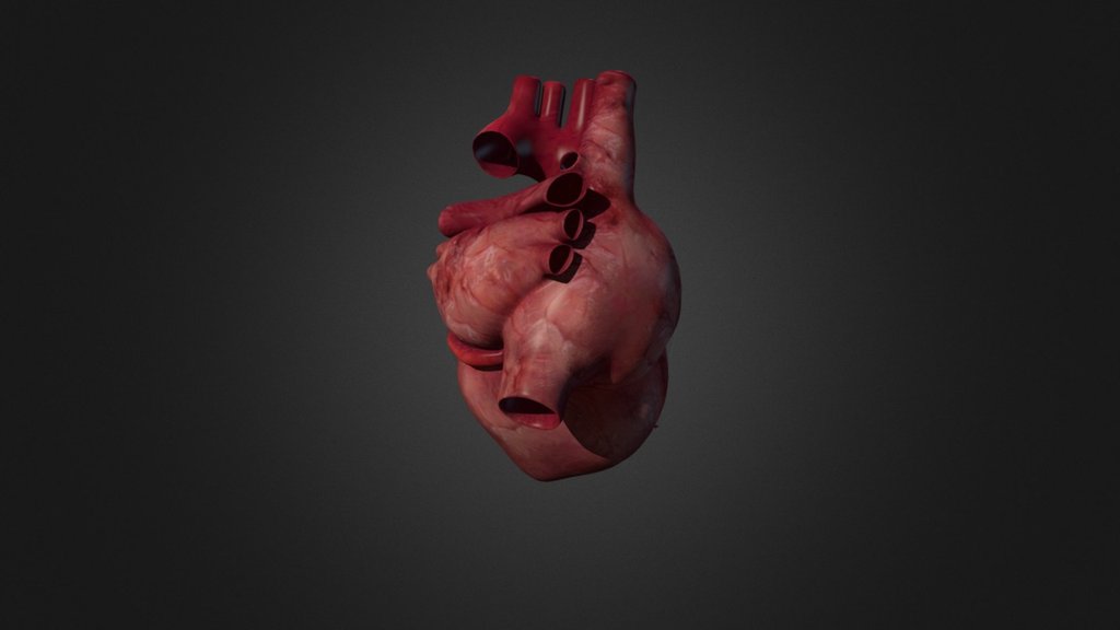 Coeur - 3D model by seyer.romain [ef00b28] - Sketchfab