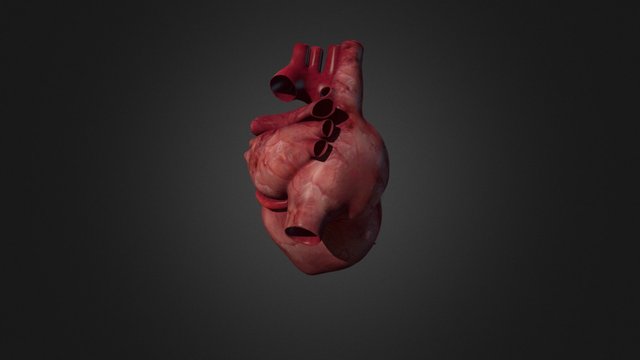 Coeur 3D Model