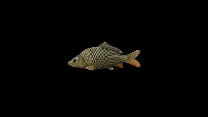 Carp Fish 3D Model