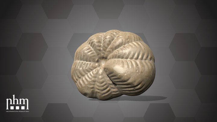 R. corallinarum Model (NHMW-GEO-2025/0095/0075) – Modello 3D gratuito STL