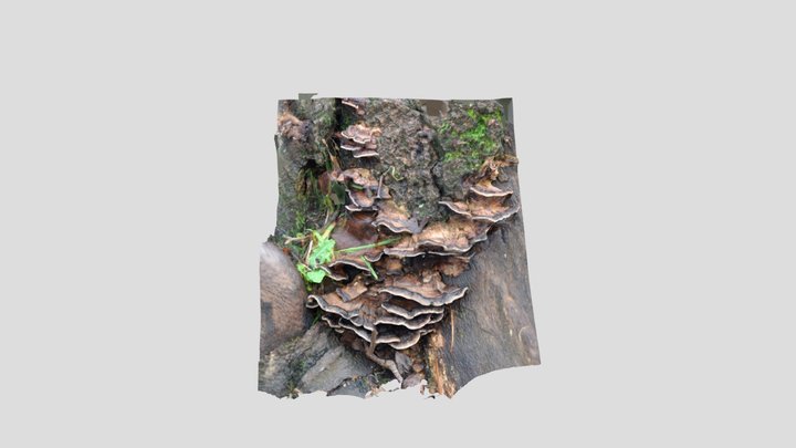 Smokey Polypore Fungus – Modello 3D gratuito STL