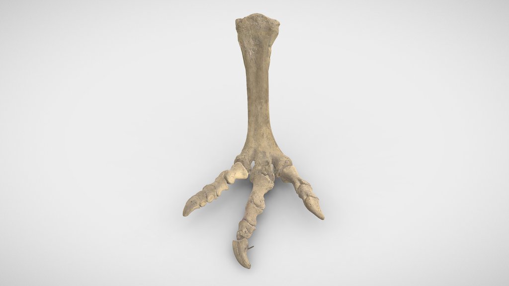 2623_BB8952_9_Moa_Bone_3