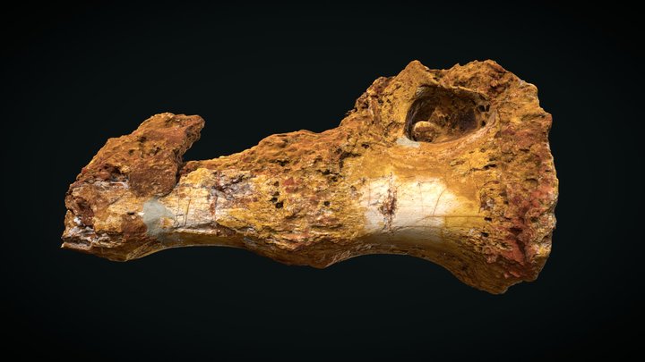 OPH2120 Theropod sacral vertebrae 3D Model