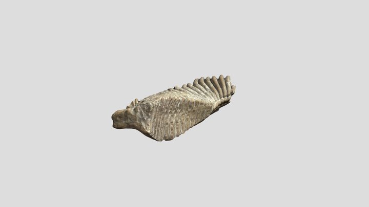 yeah_trimmed 3D Model