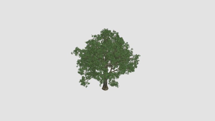 Quercus Plant 3D Model