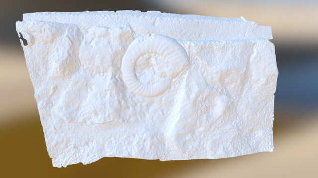 Snail Fossil - High Poly Count Untextured 3D Model