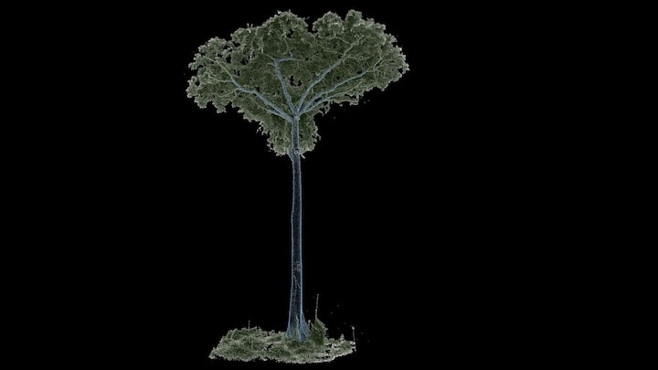 Tropical tree: surface model from 3D points 3D Model