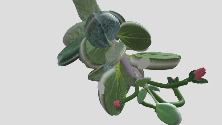 Shoot Of Seaoyster Plant With Flower Buds 3D Model
