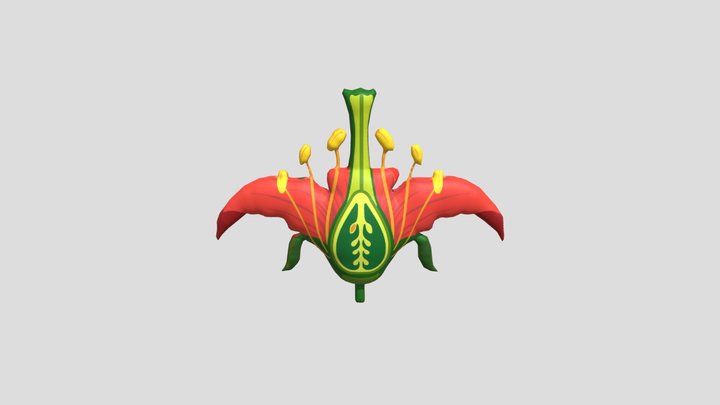 Bagian-bagian bunga_Diana 3D Model