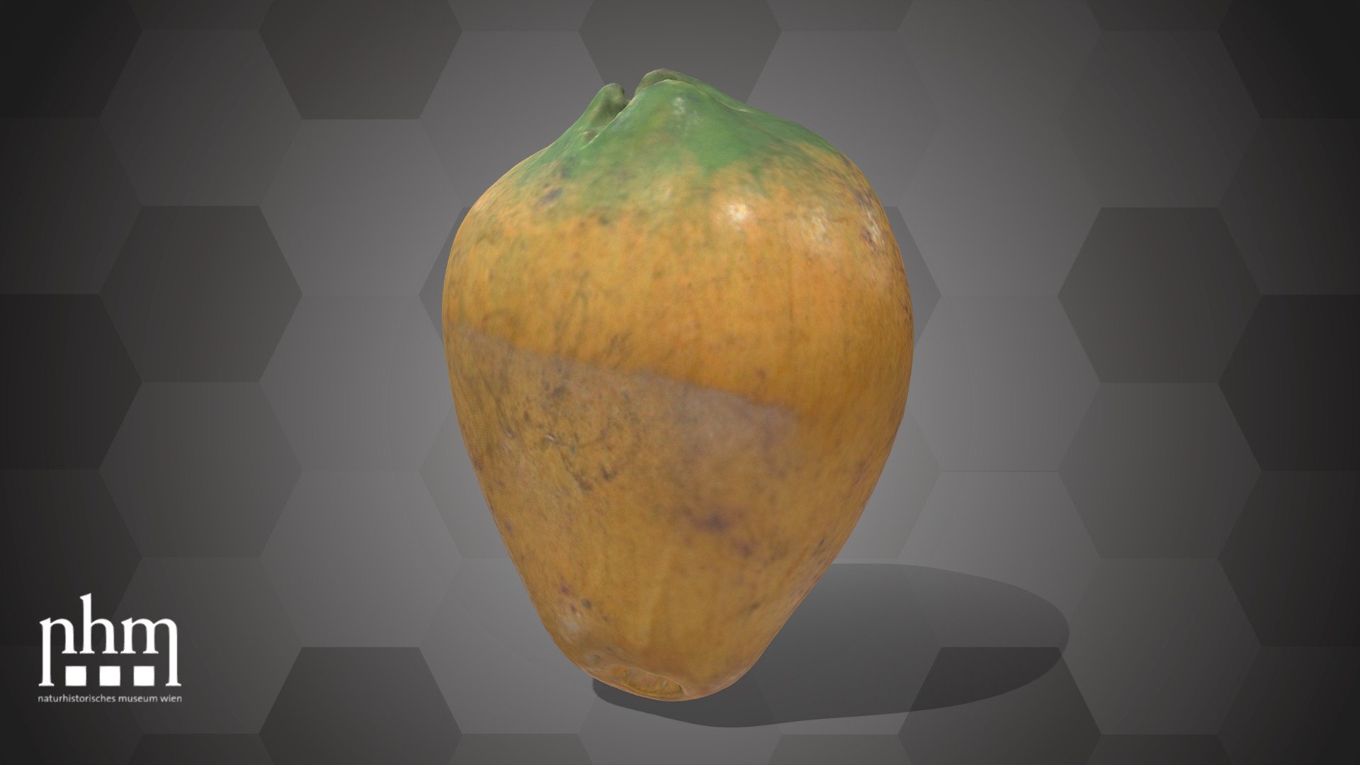 Cacao Pod (NHMW-AFW-DING-0046-048) — Sketchfab embed 3D viewer