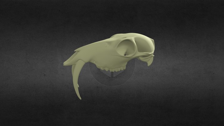 Musk Deer Skull 3D Model