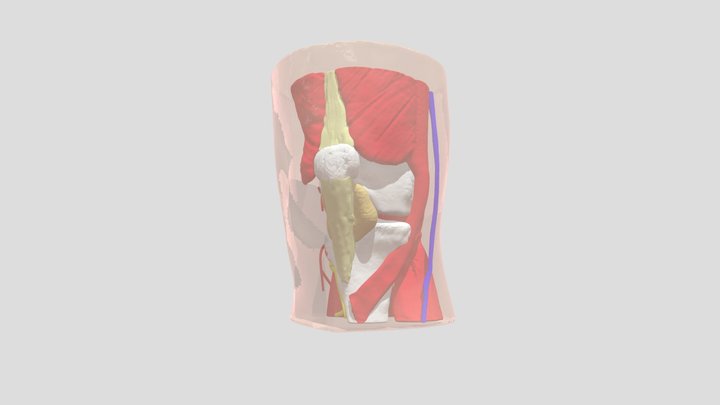 Knee Anatomy 3D Model
