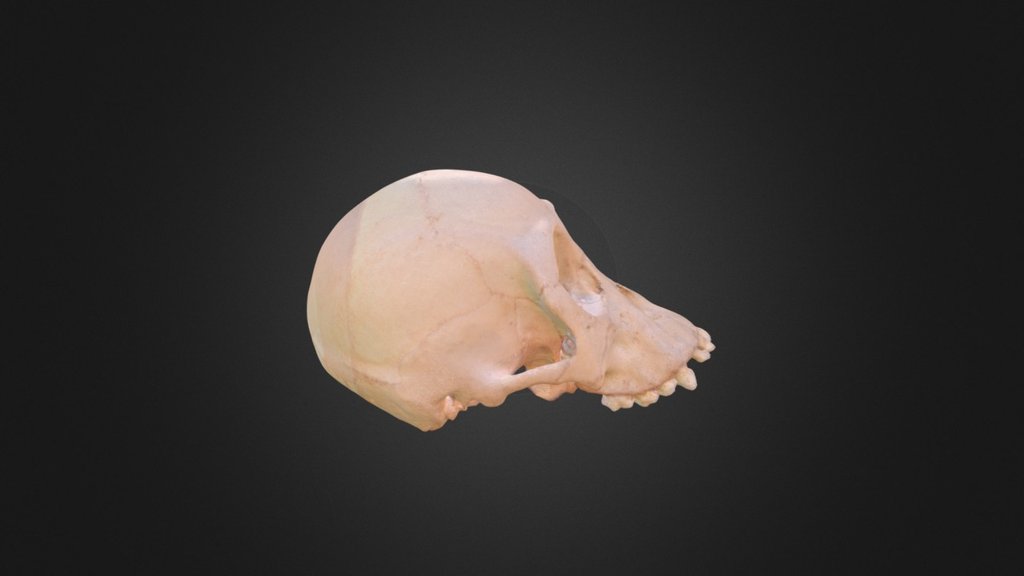 Pongo abelii, skull