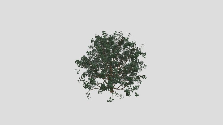 Dark Shiny Leaf Bush Medium
