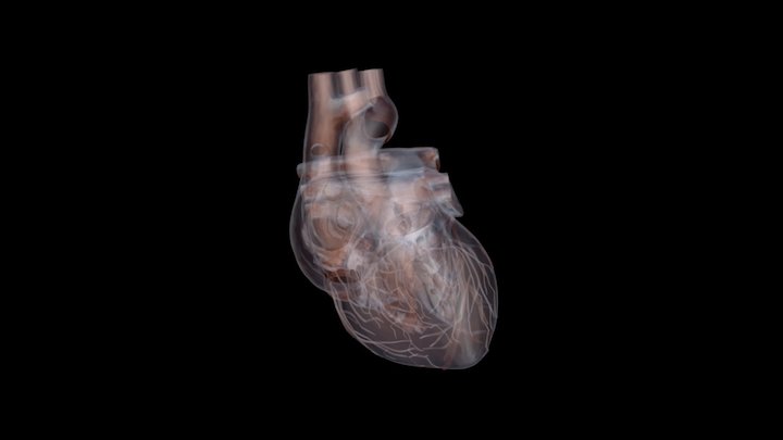 Heart75 3D Model