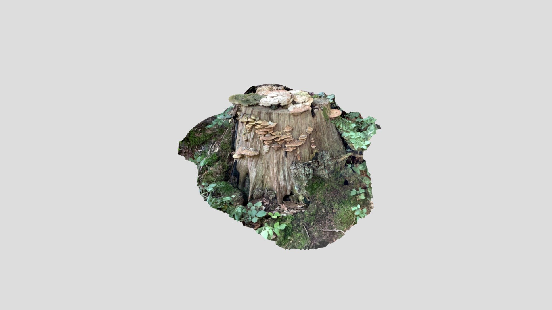 Mushroom trunk