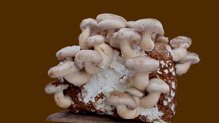 1,013 Shimeji Shitake Images, Stock Photos, 3D objects, & Vectors