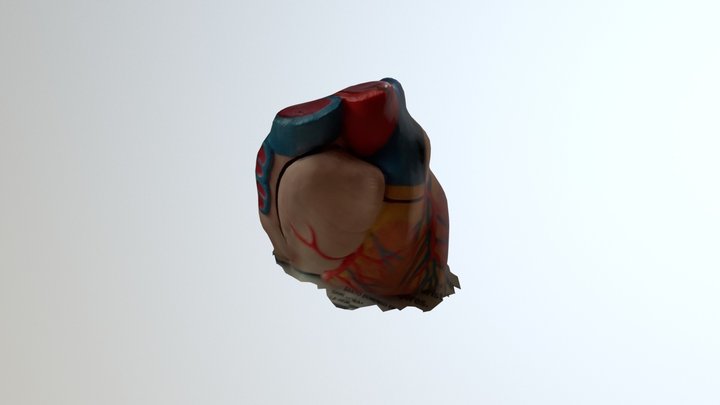 Corazón 3D Model