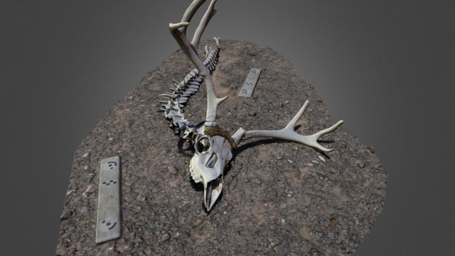 Mythical Deer Snake 3D Model